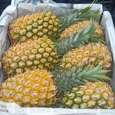 中国大陆最南端精品菠萝，诚信经营，全国代发。