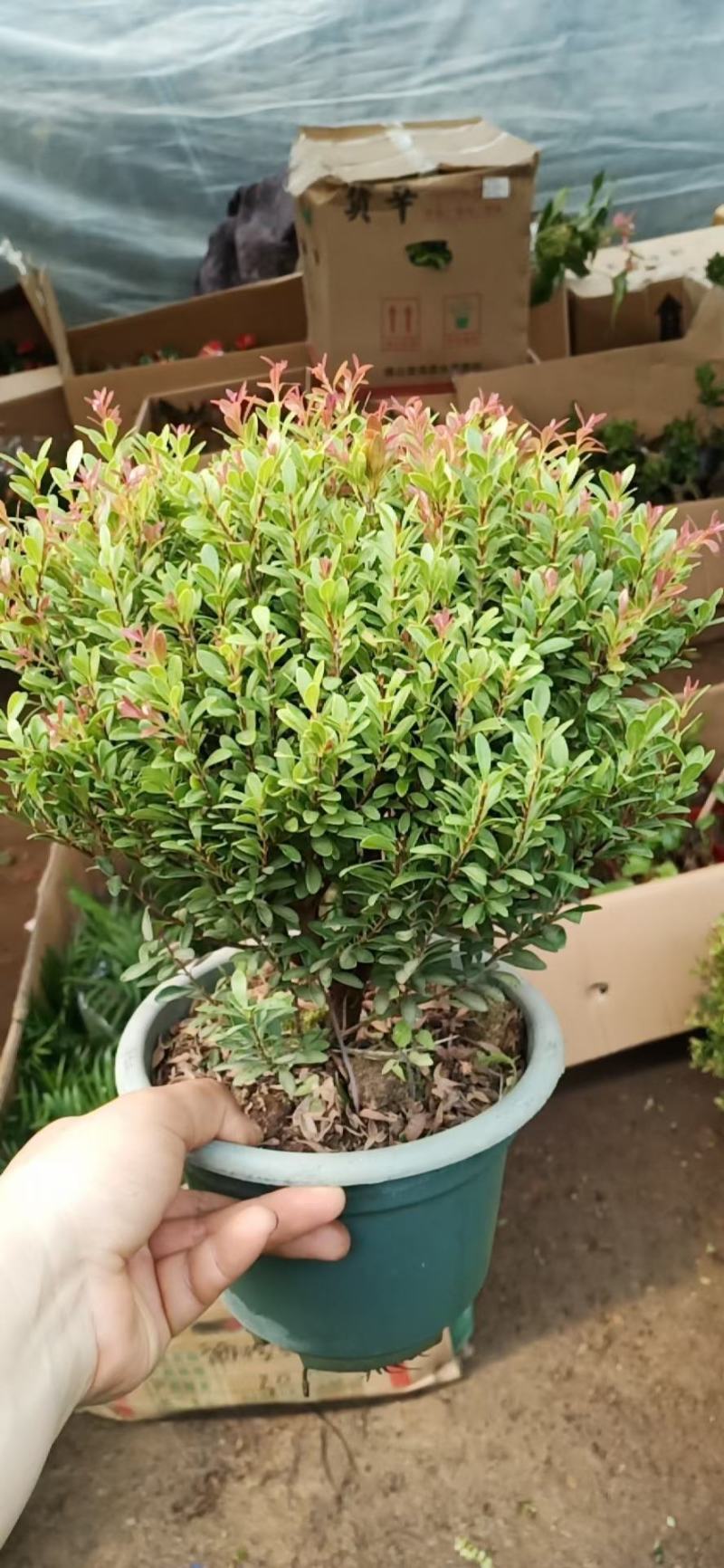 小叶赤楠盆栽植物室内茶桌办公室阳台桌面迷你盆景招财好养活