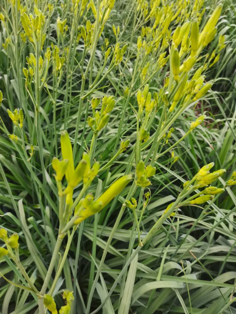 鲜黄花