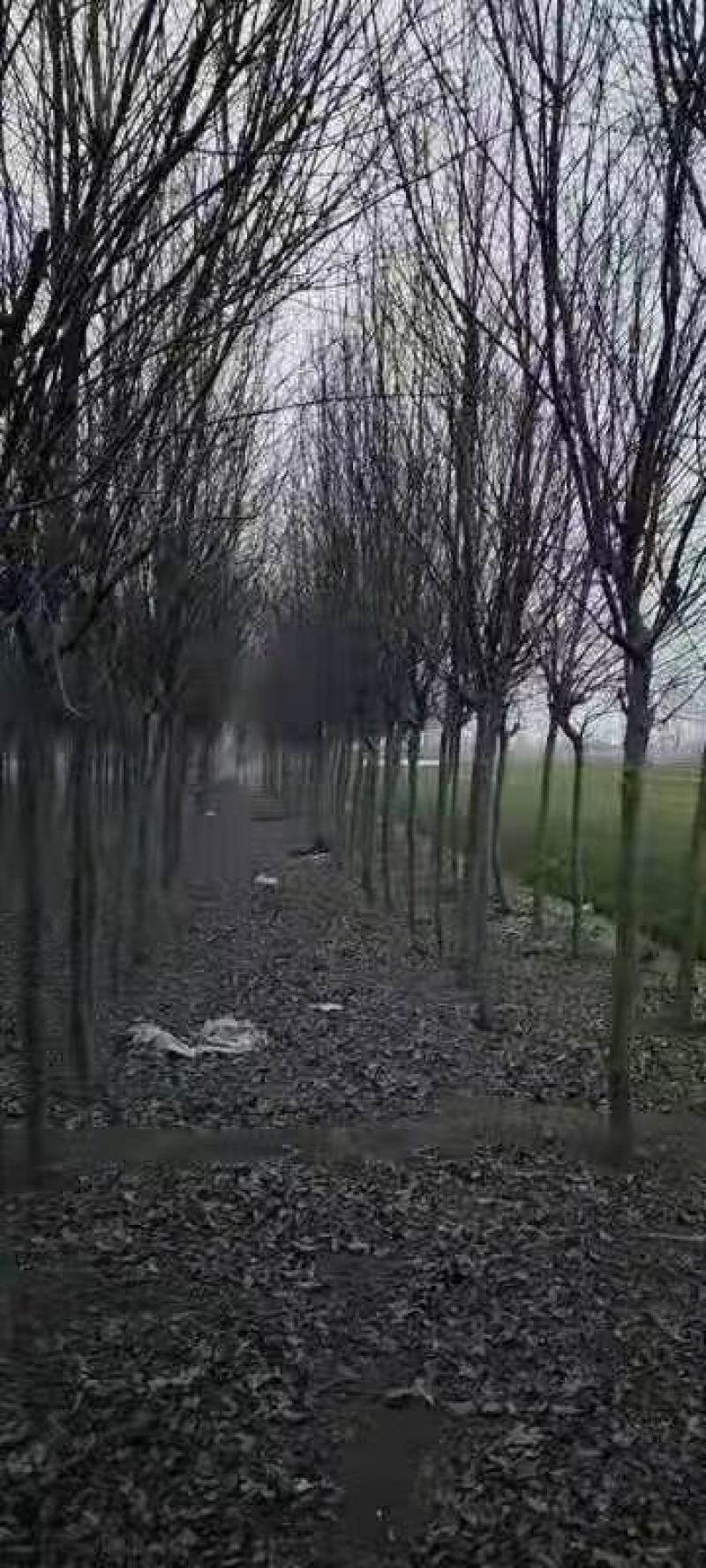 6公分紫叶稠李