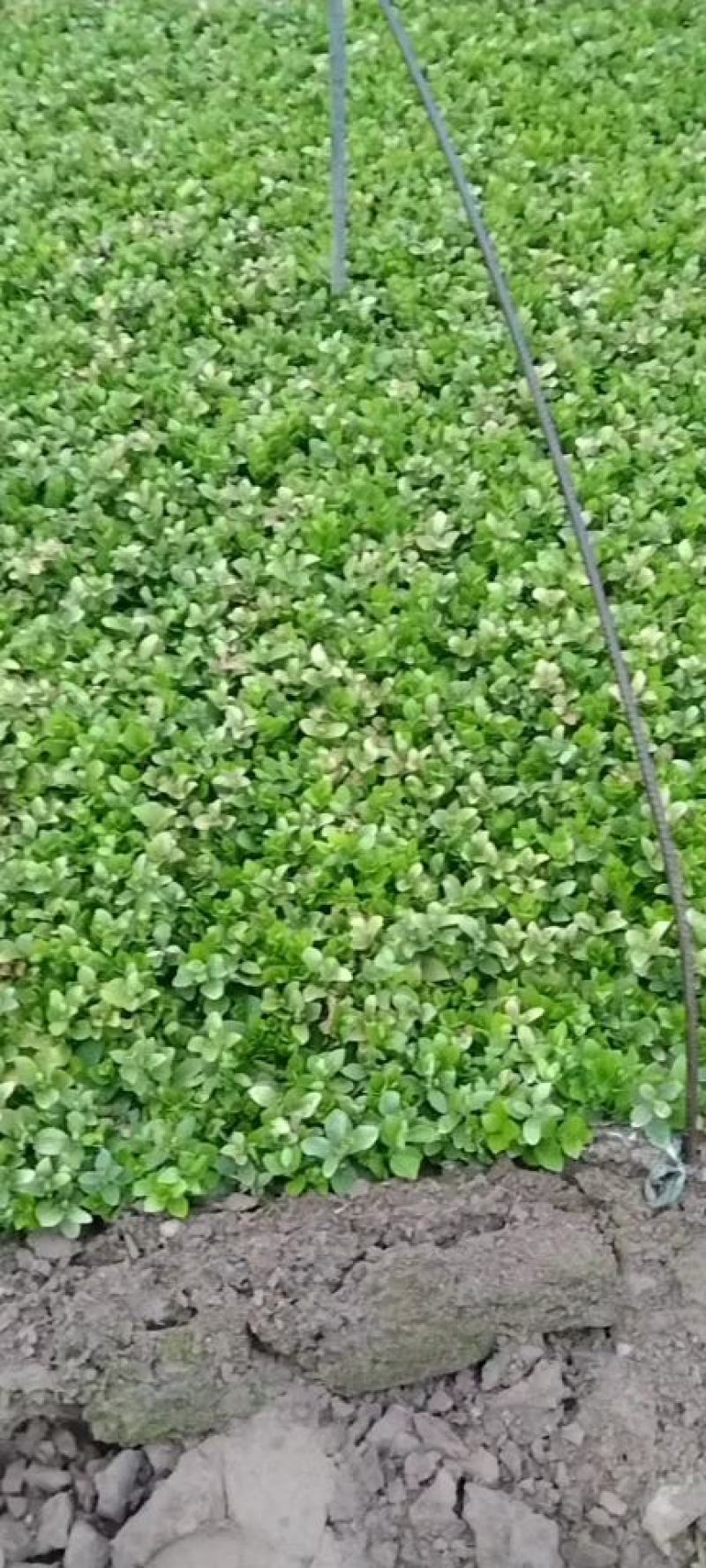卫矛小苗，胶东卫矛床苗
