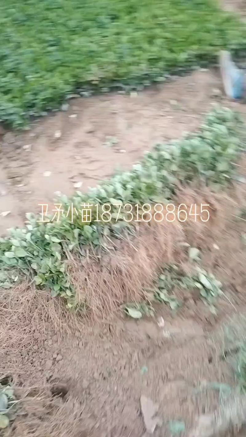 卫矛小苗，胶东卫矛床苗