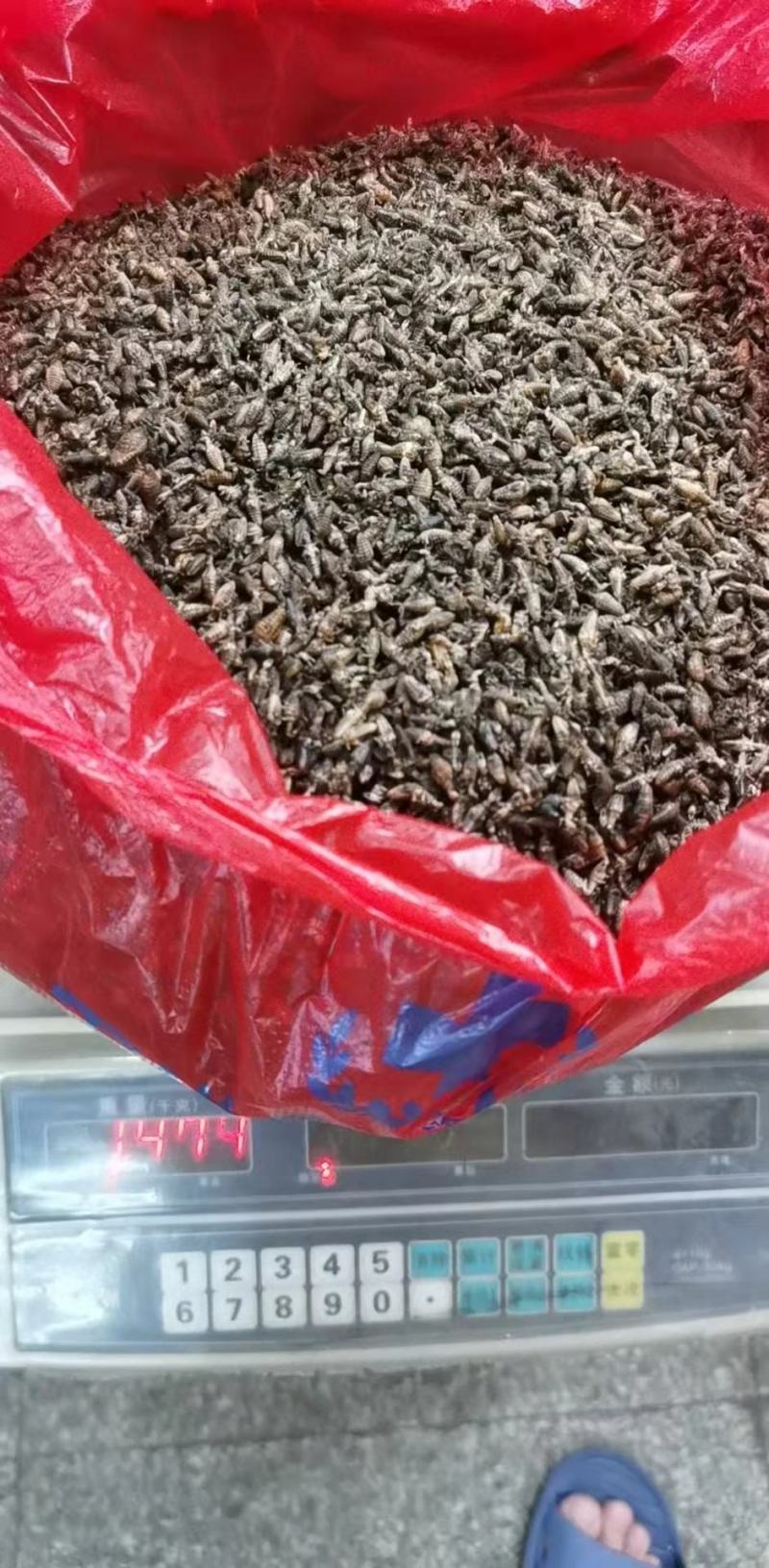 广东湛江金沙牛，一手货源，产地直供，欢迎进店咨询