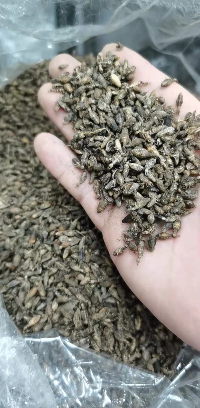 广东湛江金沙牛，一手货源，产地直供，欢迎进店咨询