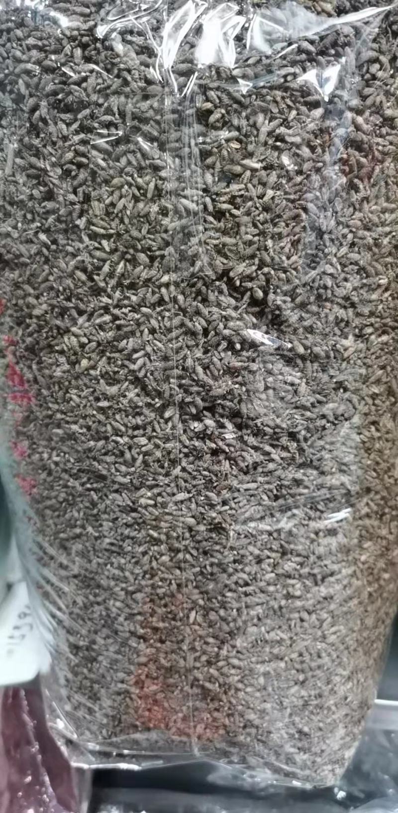 广东湛江金沙牛，一手货源，产地直供，欢迎进店咨询