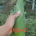 精品万糯2000质量有保障单个都是7俩以上