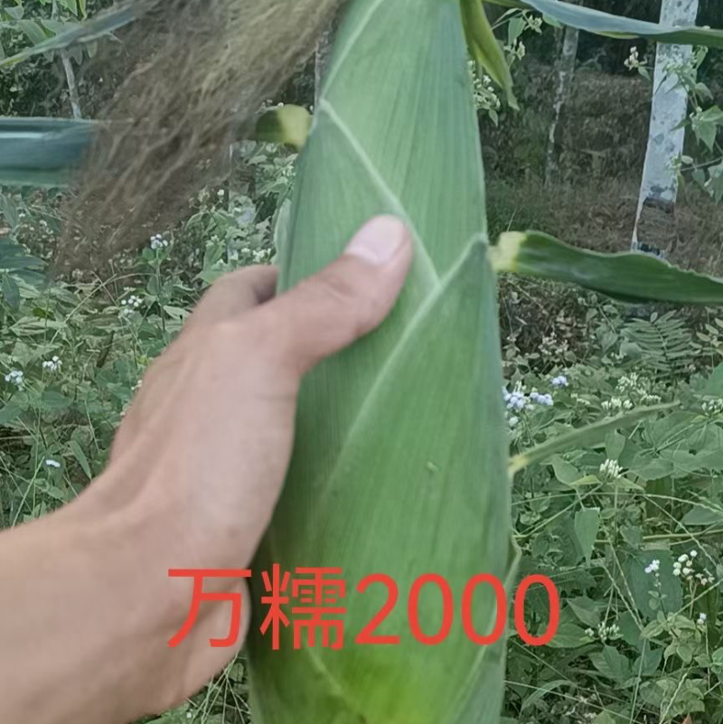 精品万糯2000质量有保障单个都是7俩以上