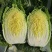 兰陵县精品黄心大白菜露天无烧心无虫眼大量现货