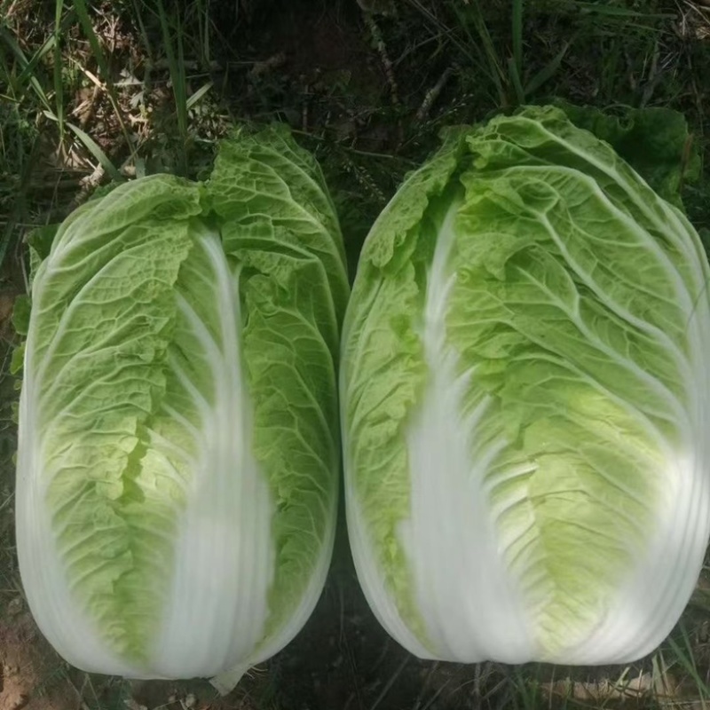 兰陵县精品黄心大白菜露天无烧心无虫眼大量现货