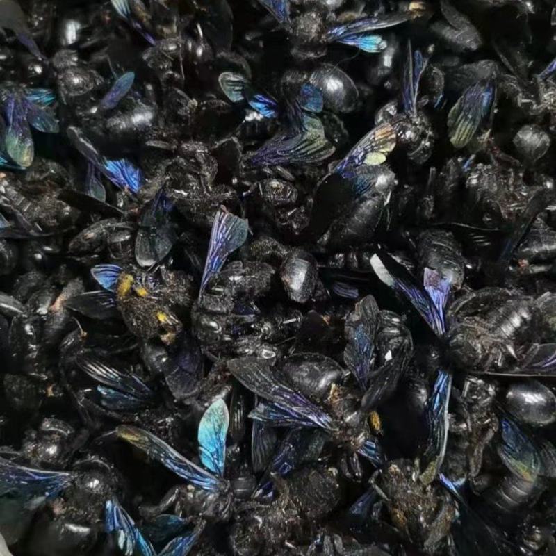 广东竹蜂，量大从优，货源充足，欢迎客商进店选购