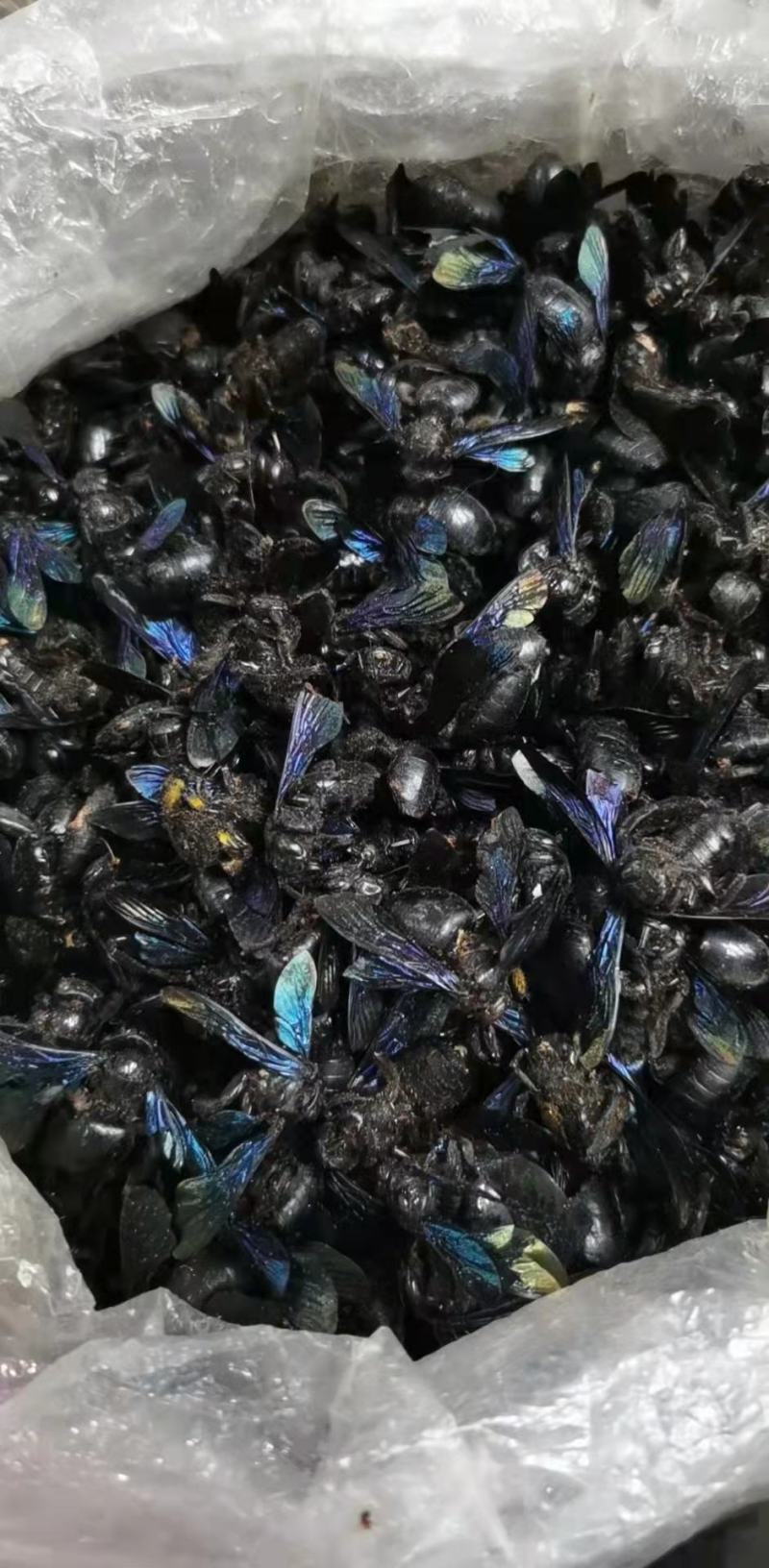 广东竹蜂，量大从优，货源充足，欢迎客商进店选购