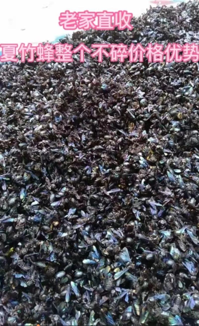 广东竹蜂，量大从优，货源充足，欢迎客商进店选购
