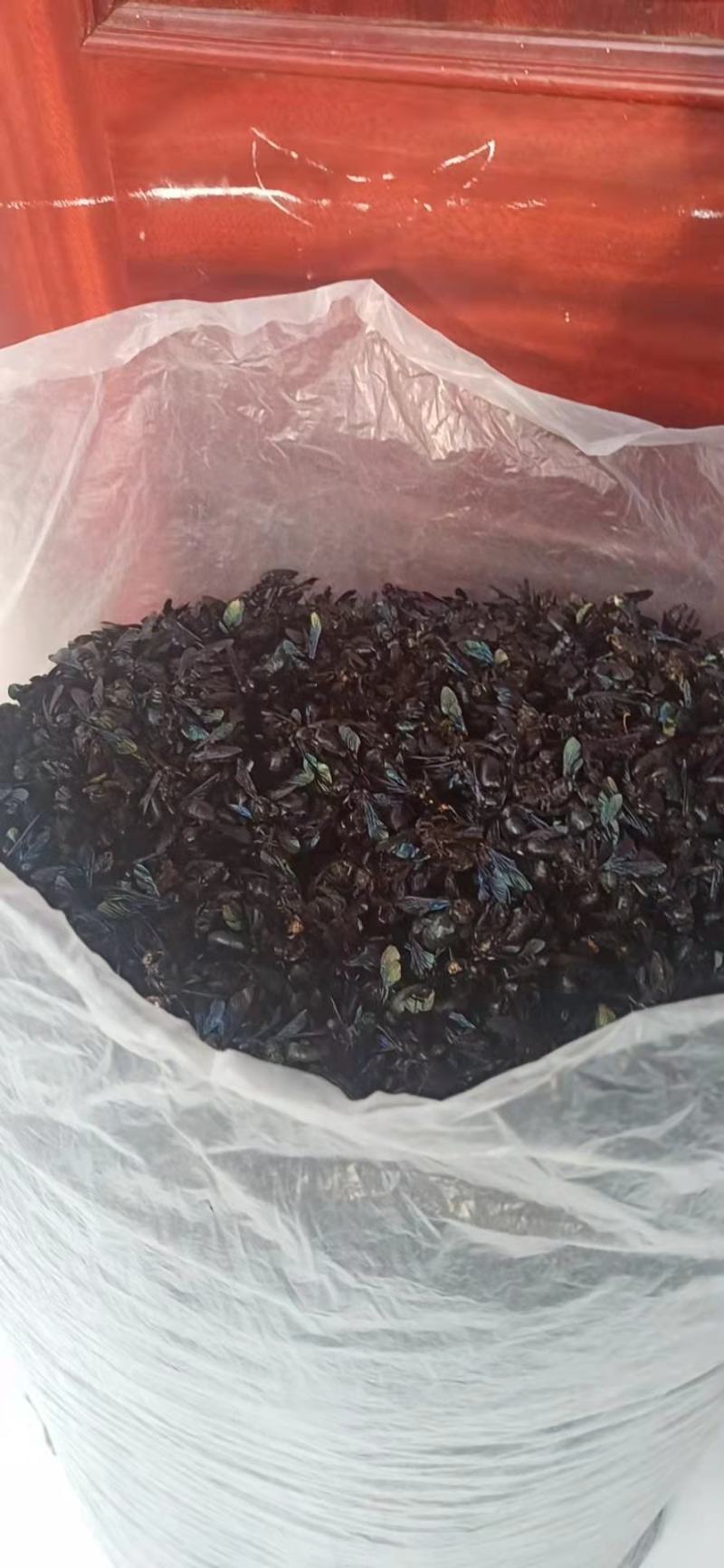 广东竹蜂，量大从优，货源充足，欢迎客商进店选购