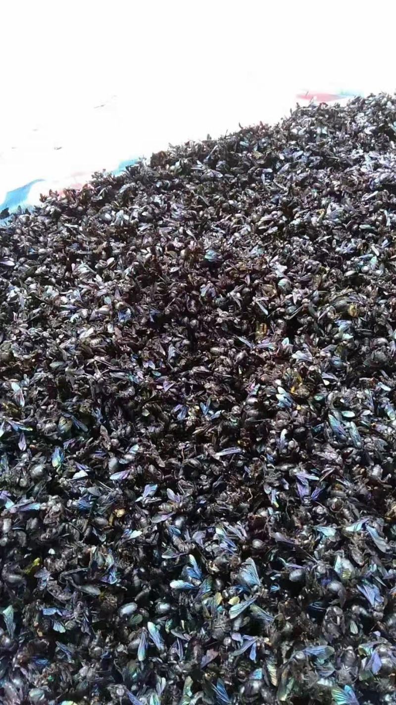 广东竹蜂，量大从优，货源充足，欢迎客商进店选购