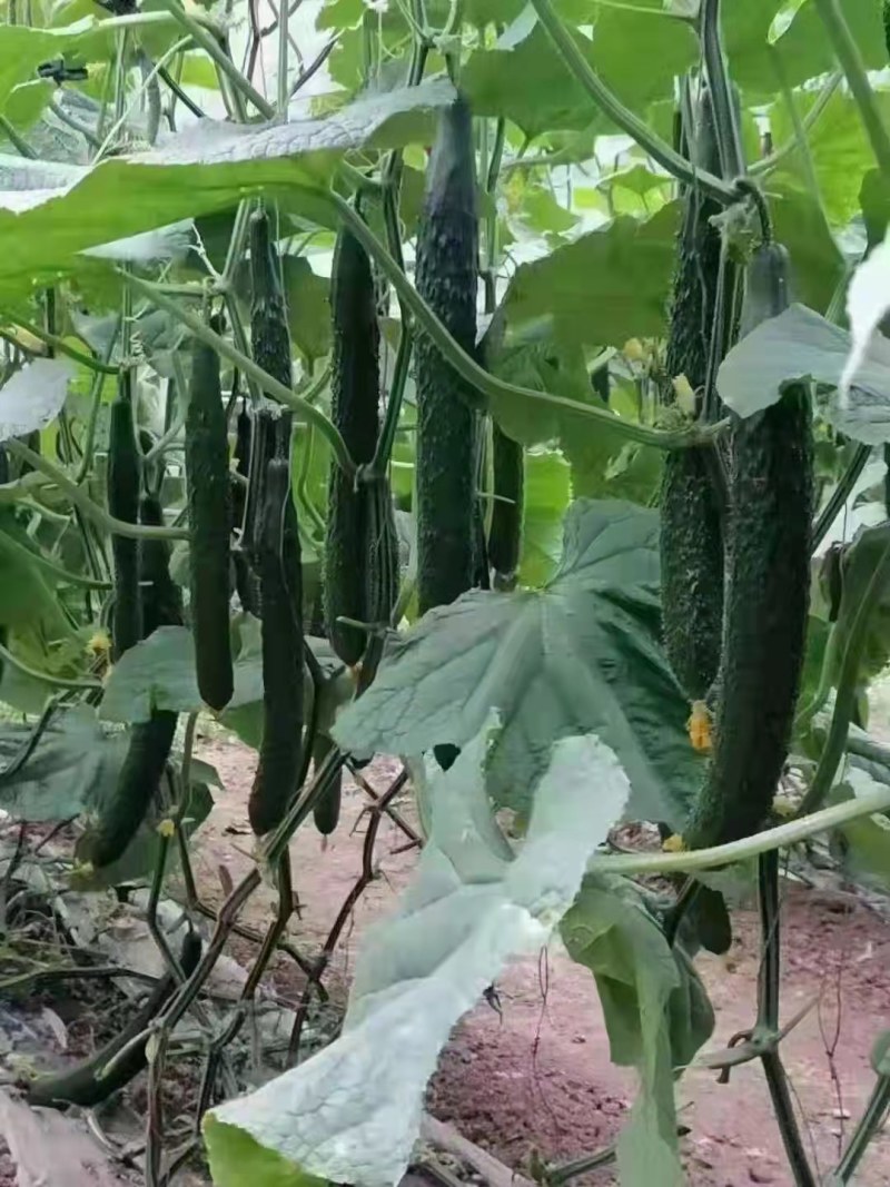 商丘本地密刺黄瓜，顶花带刺大量现货，，质量保证，欢迎采购