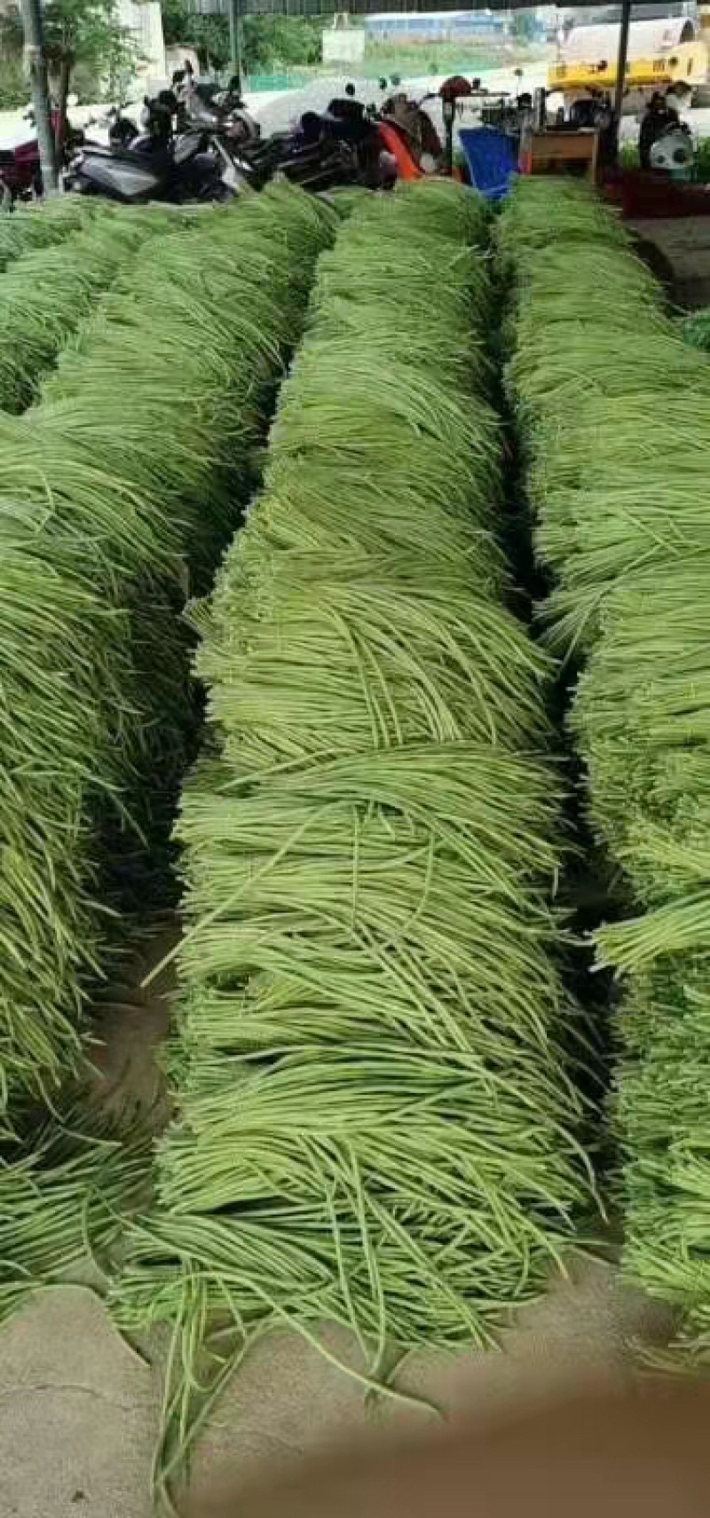 【精品】豆角长豆角一手货源基地直发全国发货欢迎联系