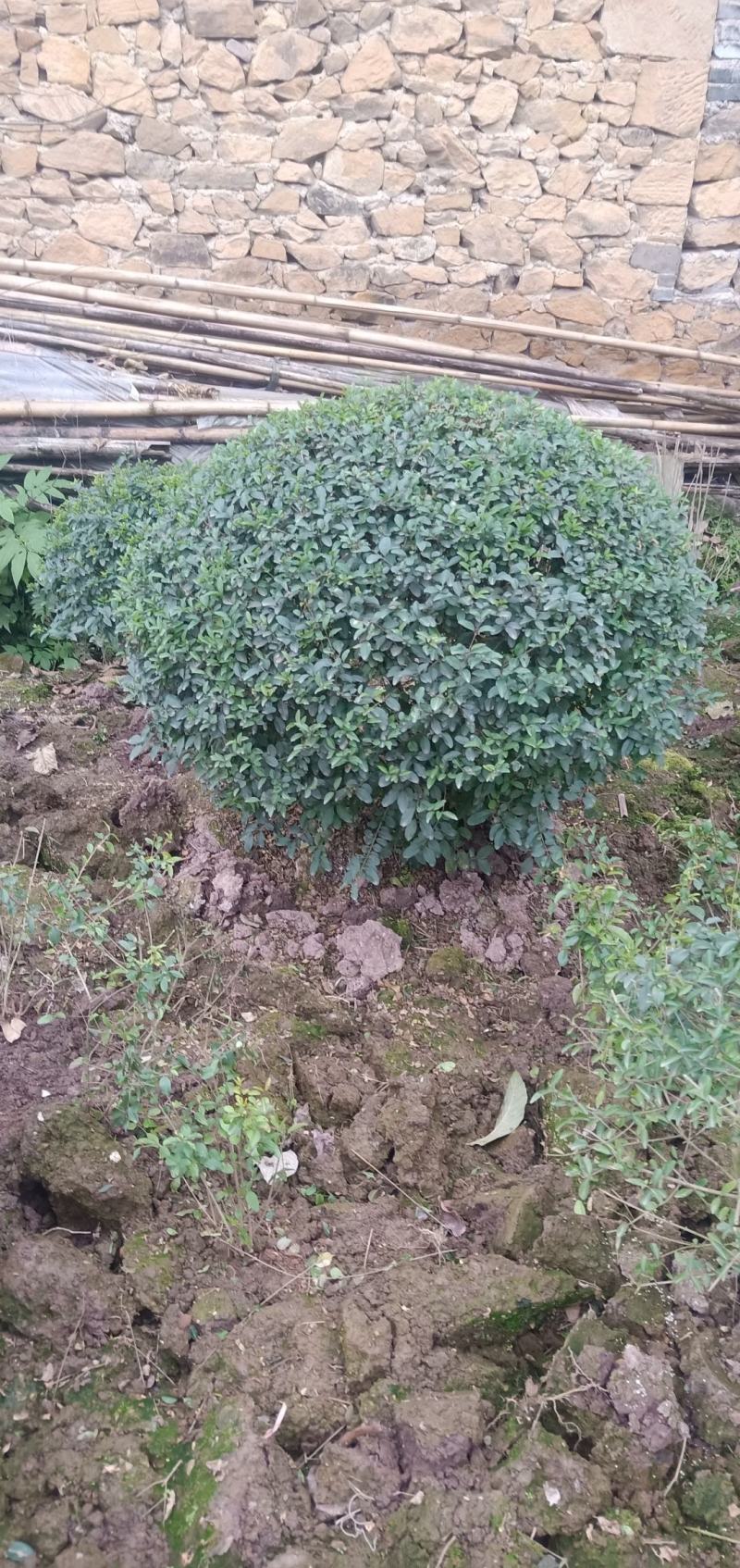 小叶女贞球，规格大小齐全，现场看货选苗，量大从优。