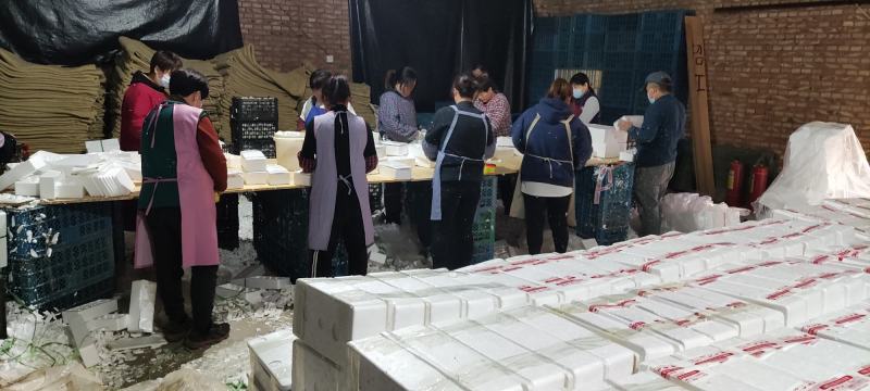 河北精品大鹅蛋产地直发质量保证全国发货欢迎联系