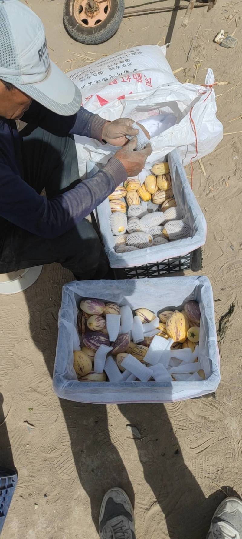 民勤人生果，支持一件代发，熟果花纹大量有货