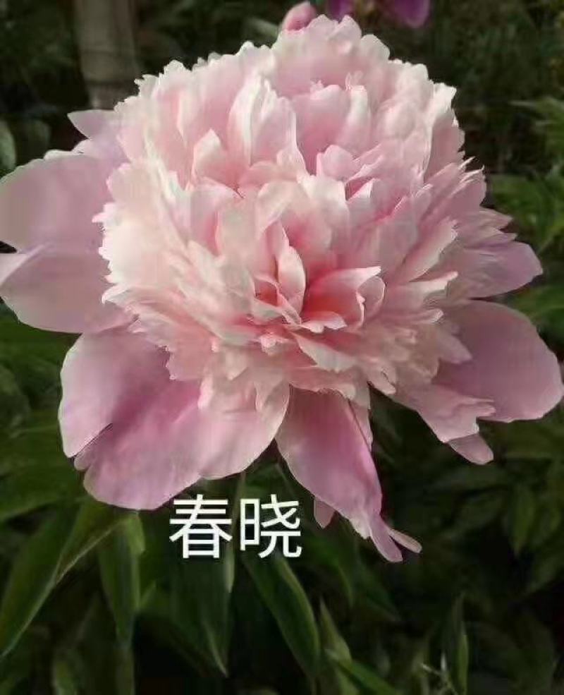 芍药花苗.观赏芍药.多层花.几十个品种.保成活.保证质量