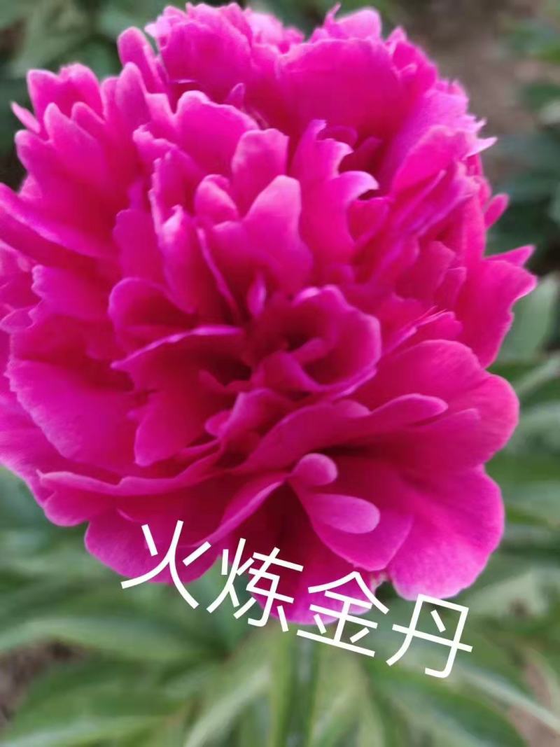 芍药花苗.观赏芍药.多层花.几十个品种.保成活.保证质量
