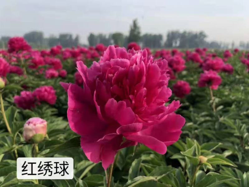 芍药花苗.观赏芍药.多层花.几十个品种.保成活.保证质量