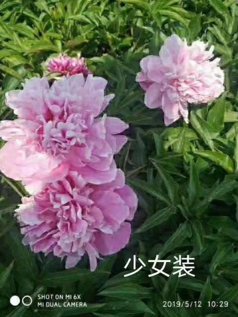 芍药花苗.观赏芍药.多层花.几十个品种.保成活.保证质量