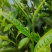 古树茶