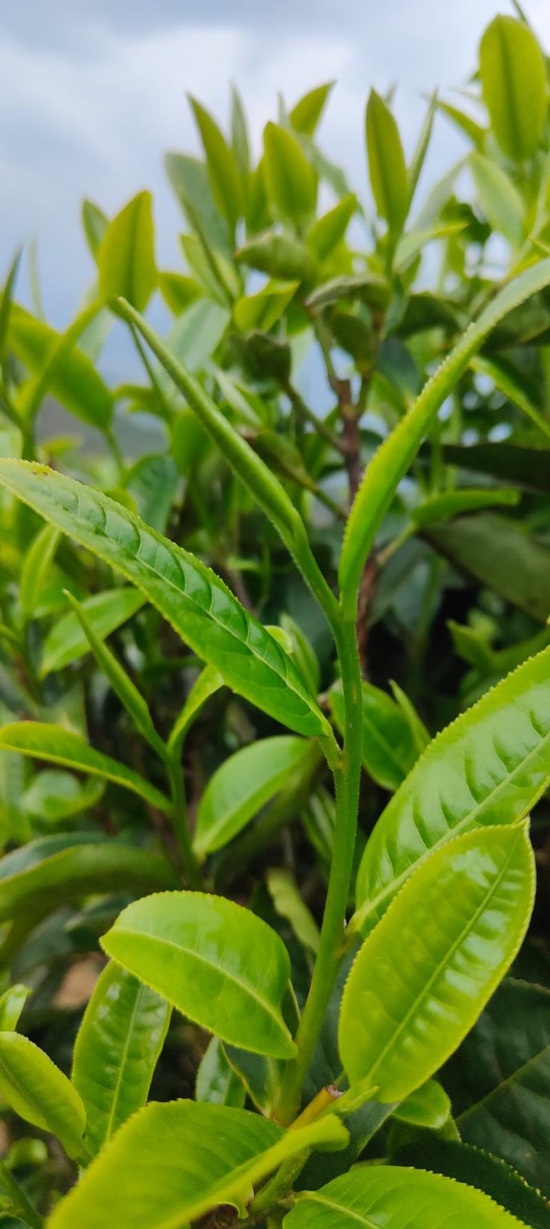古树茶