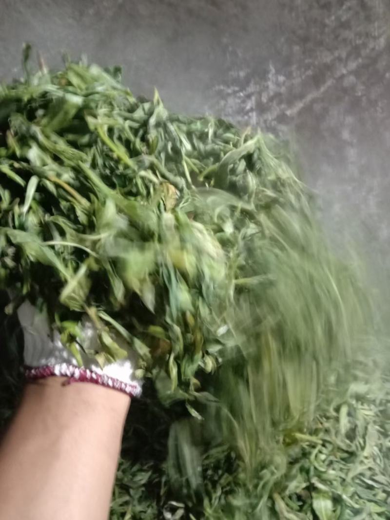 古树茶