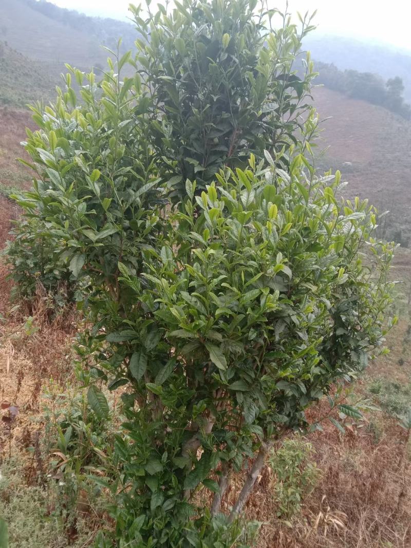 古树茶