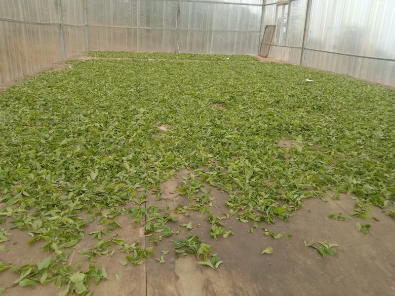 古树茶