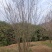 红叶李，自家苗圃的货源，现场看树，规格齐全，量大从优。