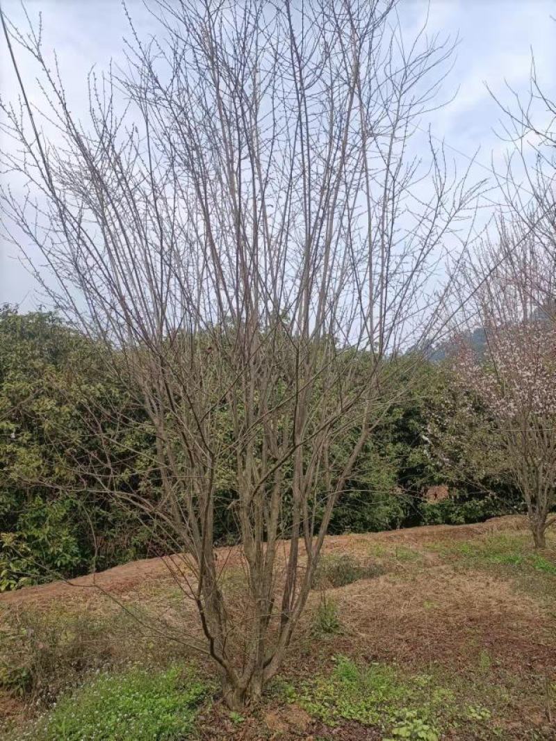 红叶李，自家苗圃的货源，现场看树，规格齐全，量大从优。