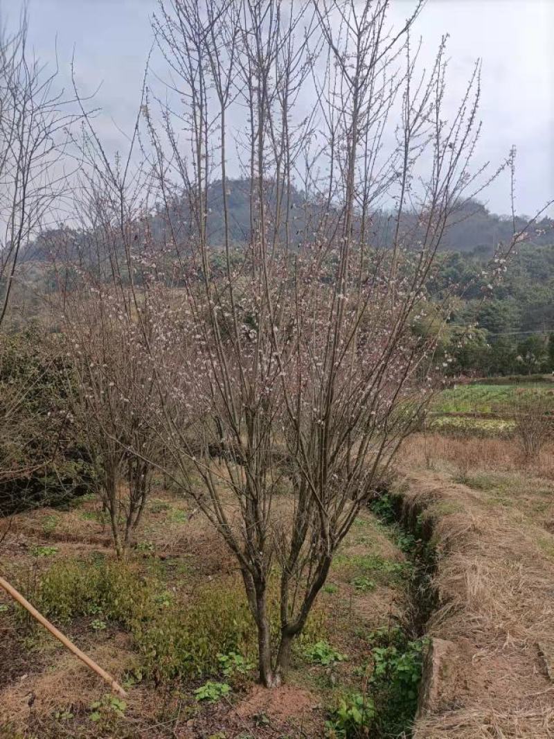 红叶李，自家苗圃的货源，现场看树，规格齐全，量大从优。