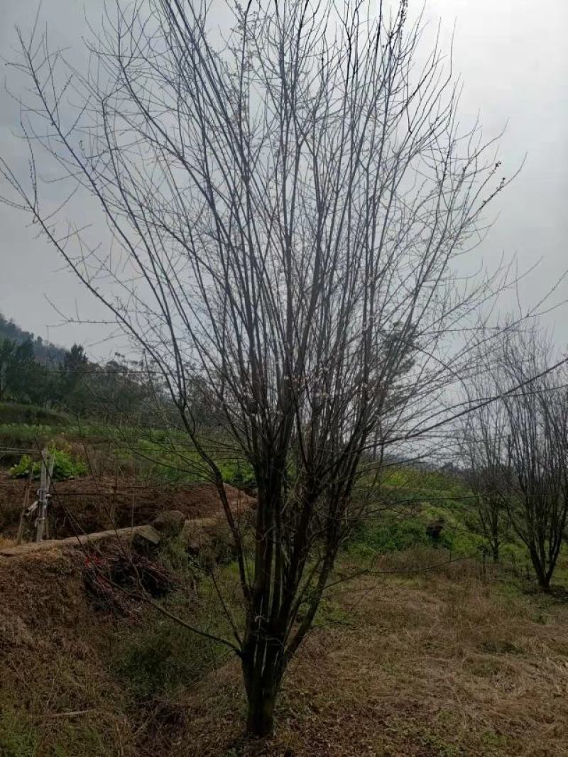 红叶李，自家苗圃的货源，现场看树，规格齐全，量大从优。