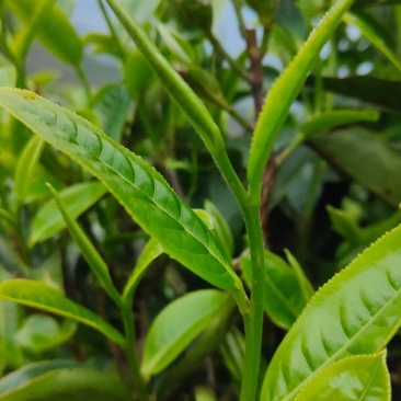 古树茶