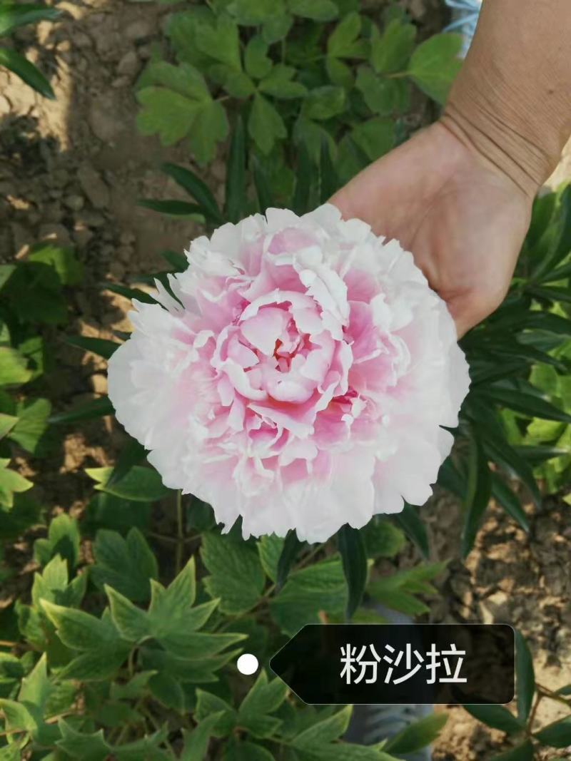 芍药花苗.观赏芍药.多层花.几十个品种.保成活.保证质量