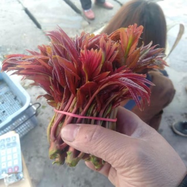 野生香椿芽，绿色食品，口感好，自然香味，欢迎广大客户下单
