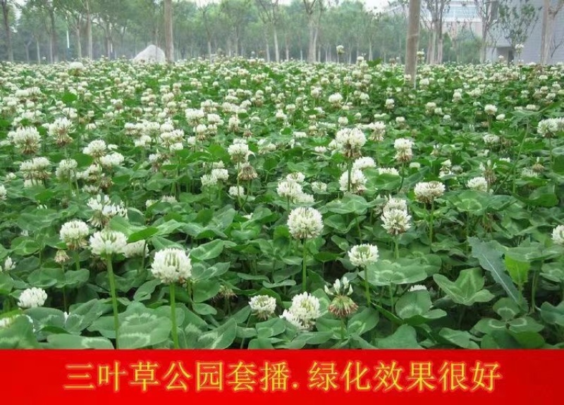三叶草种子四季常青种子净籽包衣四季播种易活景区庭院适合