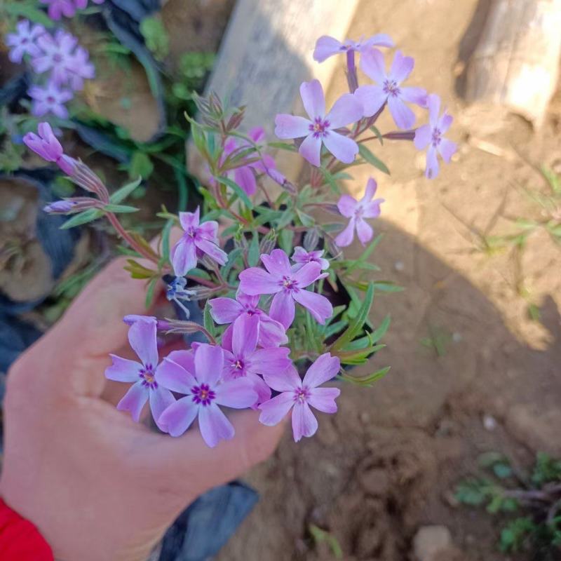 福禄考