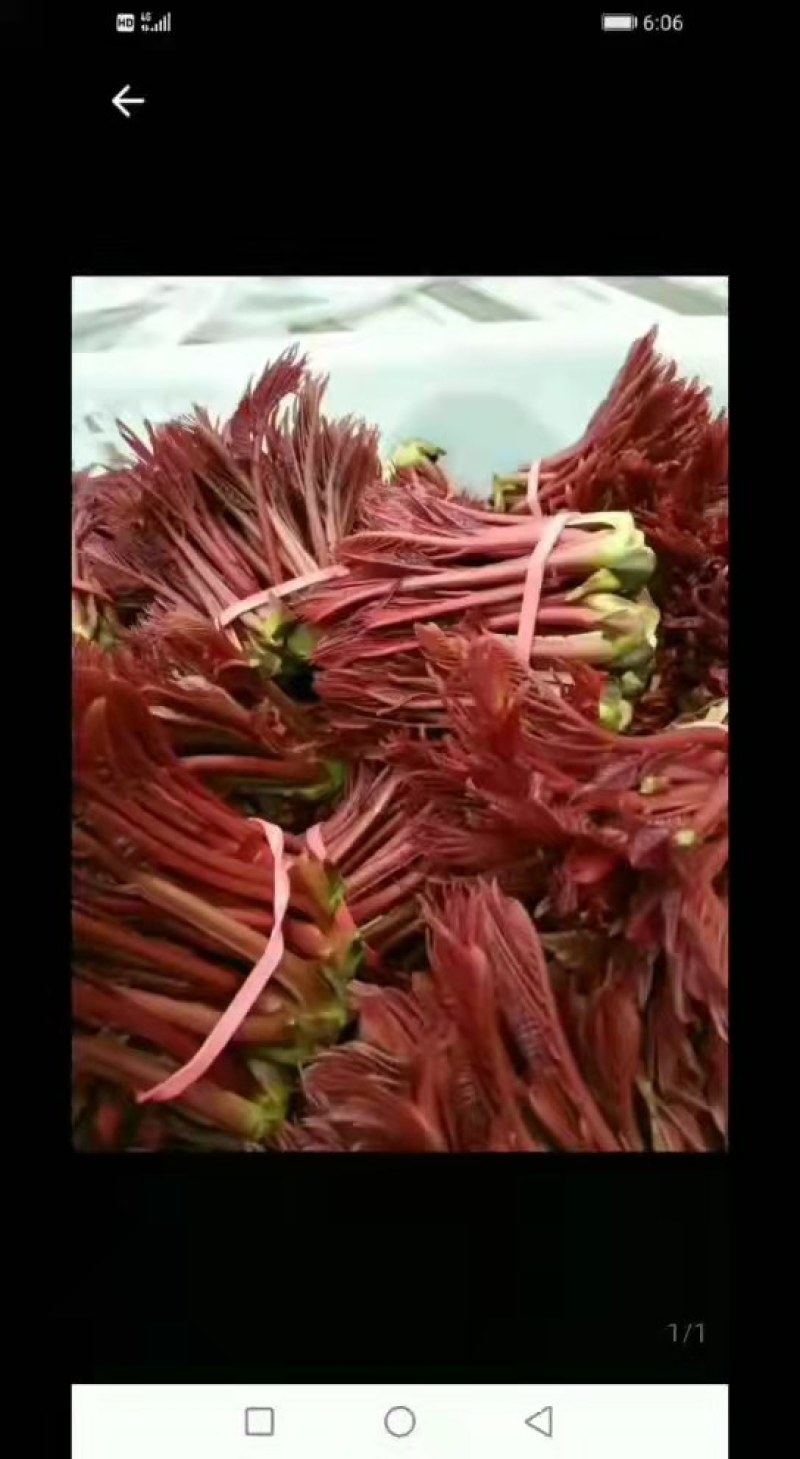 野生香椿芽，绿色食品，口感好，自然香味，欢迎广大客户下单