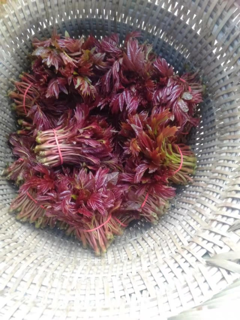 野生香椿芽，绿色食品，口感好，自然香味，欢迎广大客户下单
