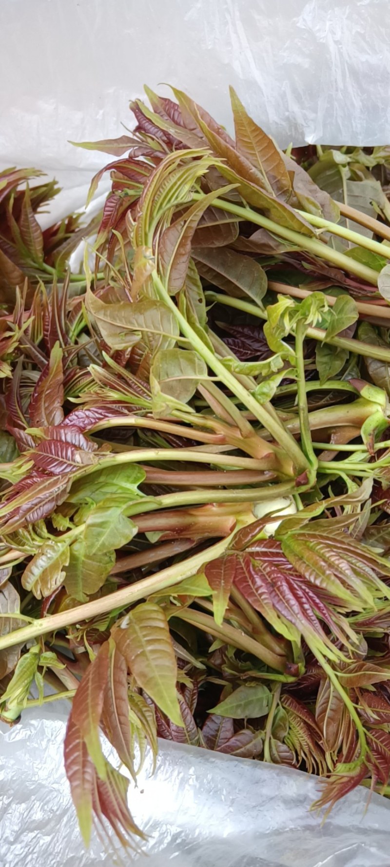 野生香椿芽，绿色食品，口感好，自然香味，欢迎广大客户下单