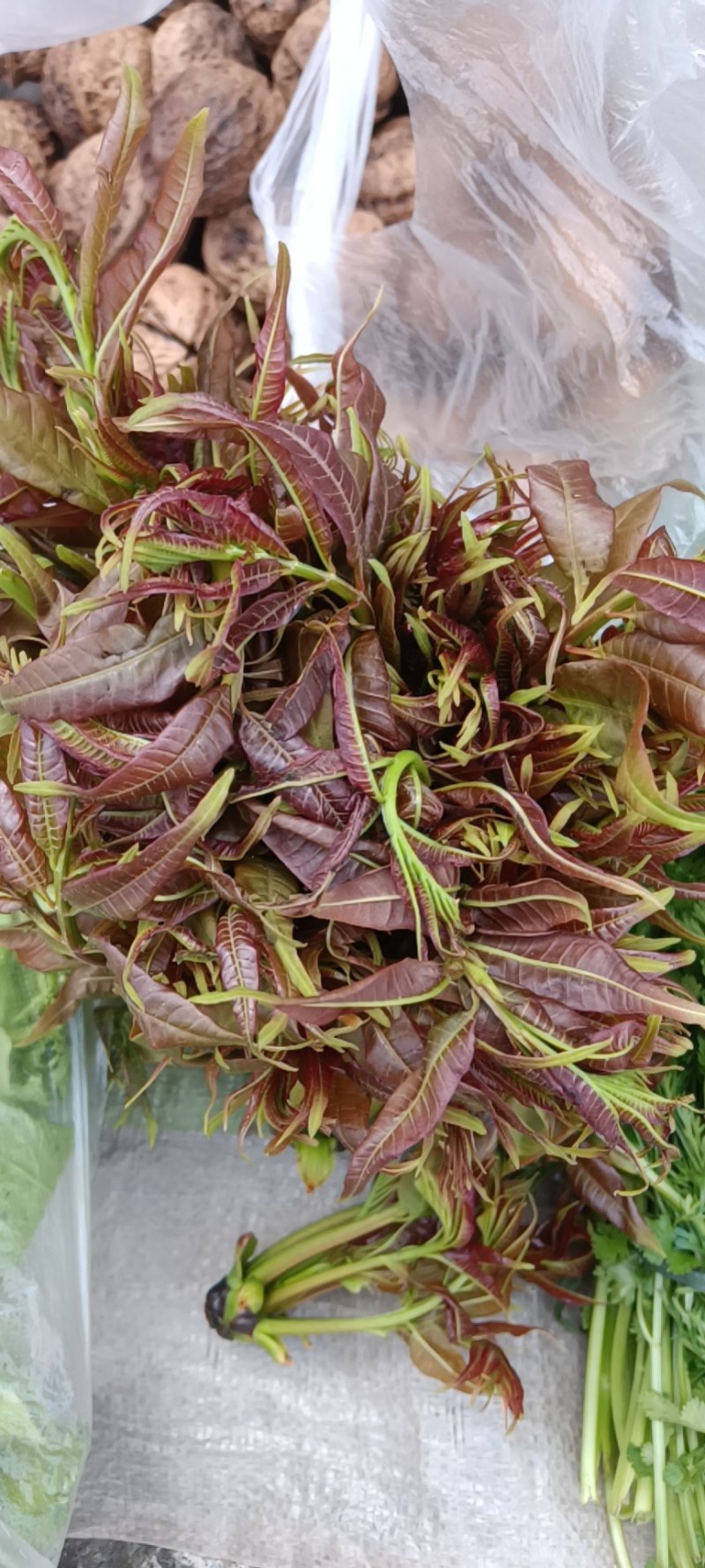 野生香椿芽，绿色食品，口感好，自然香味，欢迎广大客户下单