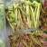 野生香椿芽，绿色食品，口感好，自然香味，欢迎广大客户下单
