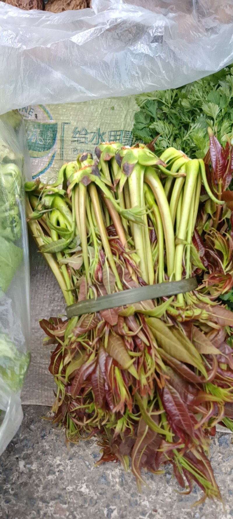 野生香椿芽，绿色食品，口感好，自然香味，欢迎广大客户下单