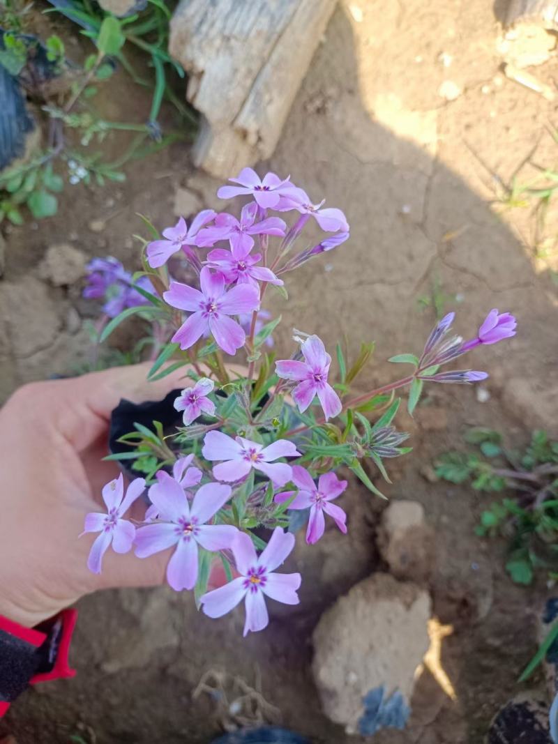 福禄考