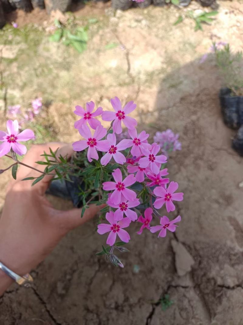 福禄考