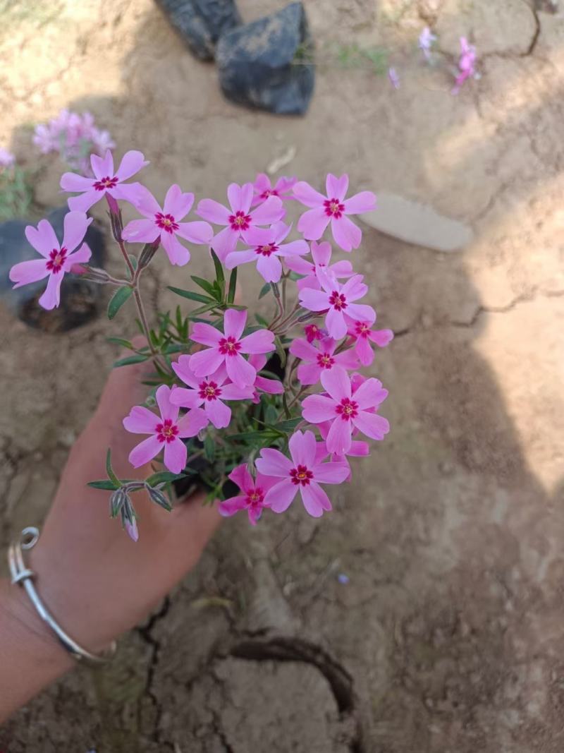 福禄考